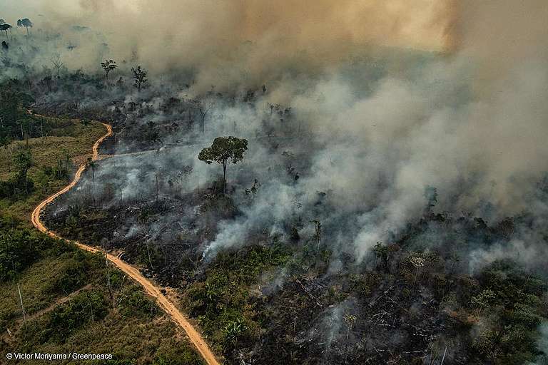 Resultado de imagem para queimadas da amazonia